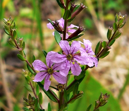 {Lythrum alatum}